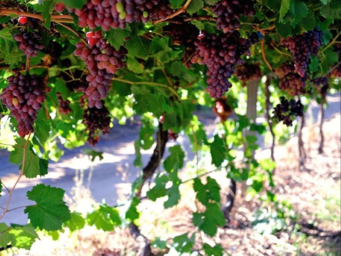Mymering Wine & Guest Estate Ladismith Luaran gambar
